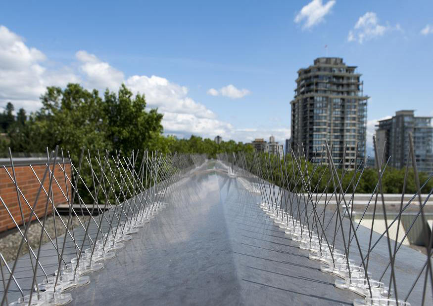 Bird Spikes in Bangalore