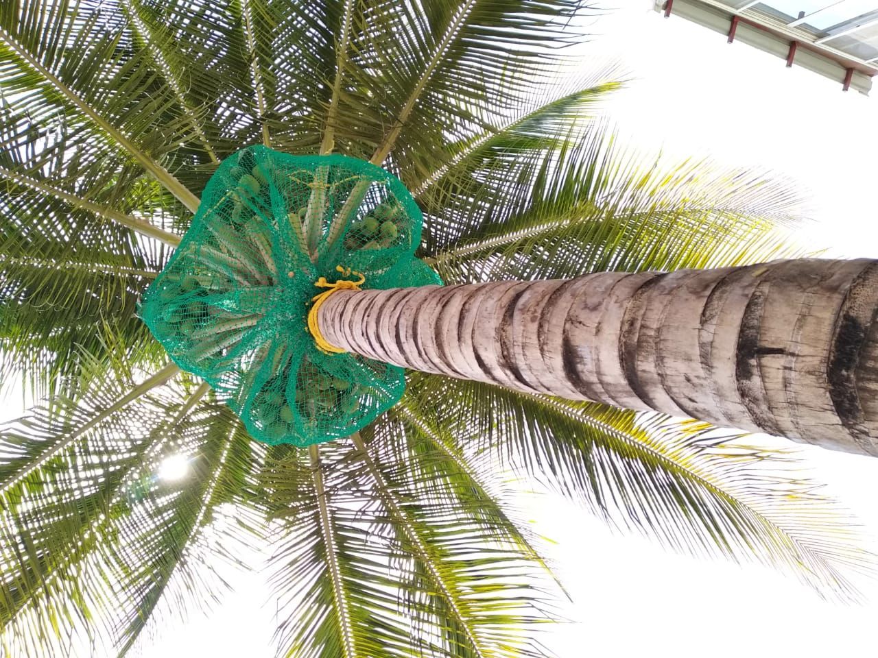 Coconut Tree Safety Nets in Bangalore